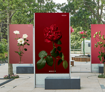 KIOI ROSE EXHIBITION