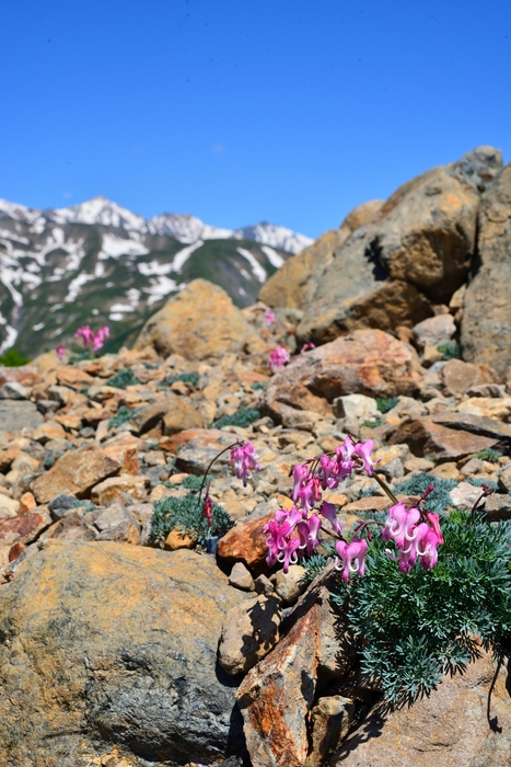 国内最大株数、12万株を誇る”高山植物の女王”、コマクサ。花の形が馬(駒=コマ)の顔に似ていることから名称の由来となった。
