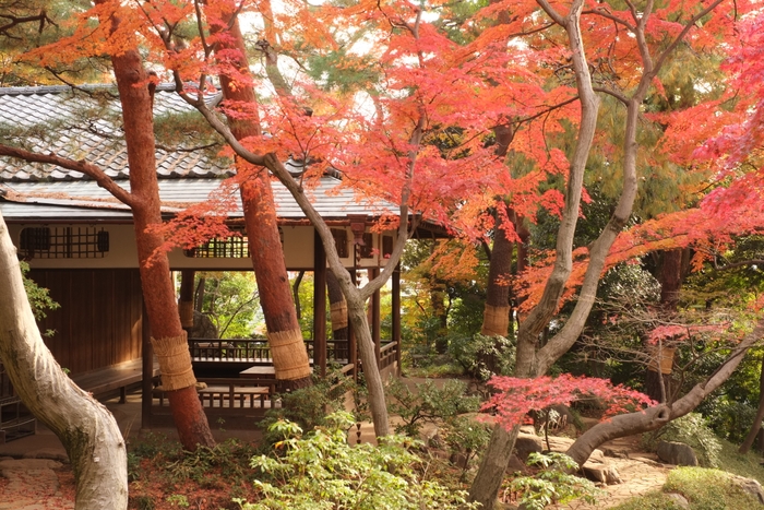 過去の紅葉の様子（紅葉亭付近）