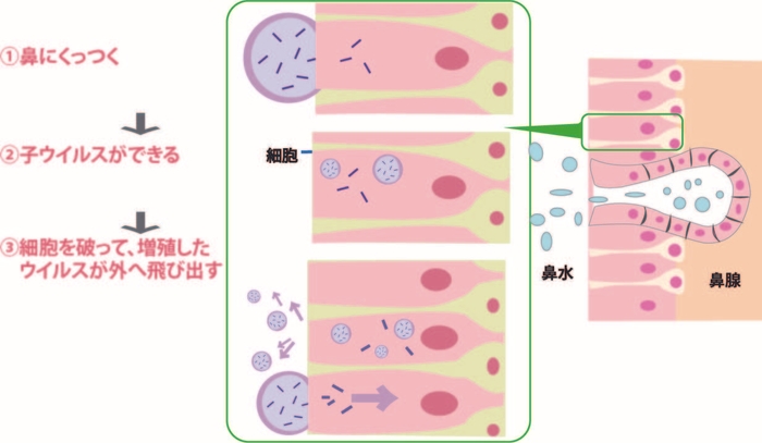 ウイルスが細胞に侵入する仕組み