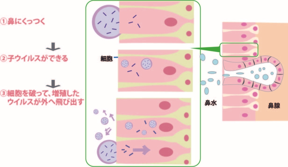 ウイルスが細胞に侵入する仕組み