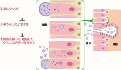 ウイルスが細胞に侵入する仕組み