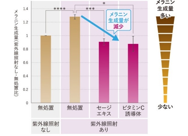 図4：表皮細胞を介したメラニン生成抑制効果
