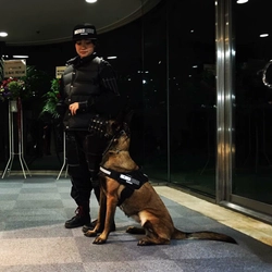 人々の更なる安全のため、民間警備犬が大型イベントに導入決定　 「原宿表参道元氣祭り スーパーよさこい2019」で警備を実施