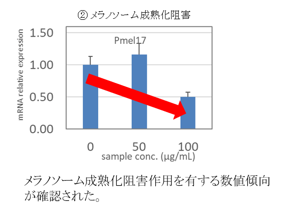 効果(2)黒く目立つシミに育たせる「メラノソーム」の阻害効果