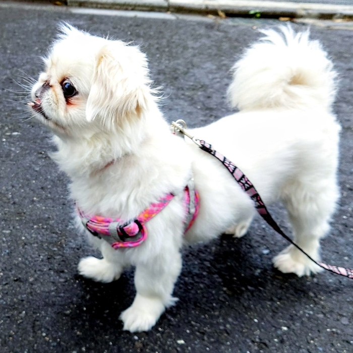 小型犬モデル ゆず(3)