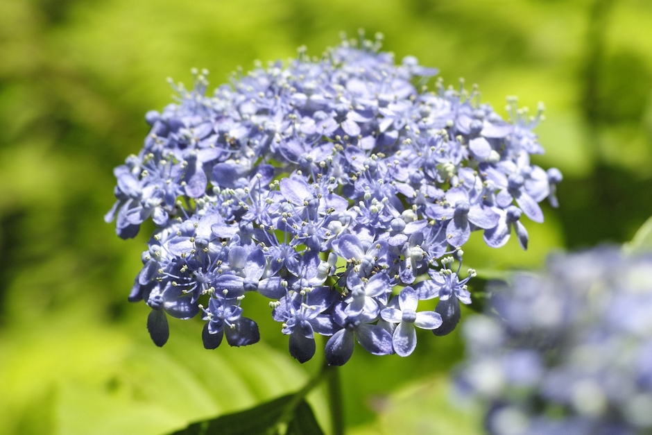 ガクアジサイ‘天竜千鳥’