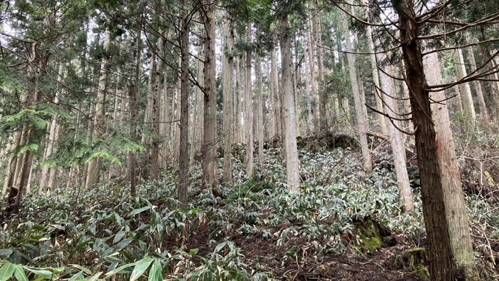 中国電力の社有林