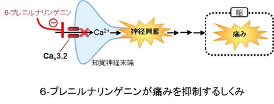 ビールの苦味成分が手足の痛みや痺れ、腹痛を抑制することを発見　糖尿病合併症や抗がん剤の副作用等、従来の鎮痛薬が効かない痛みにも効果