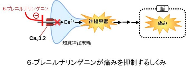 6-プレニルナリンゲニンが痛みを抑制するしくみ