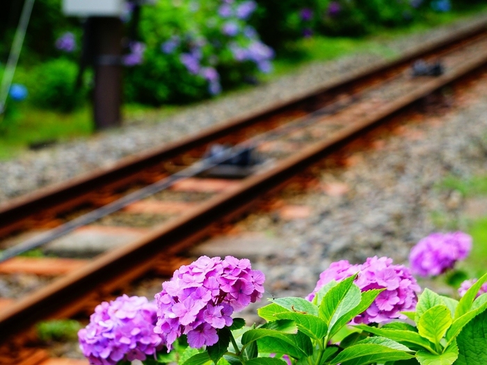 あじさい　※イメージ