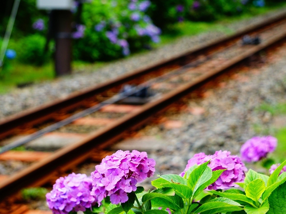 あじさい ※イメージ