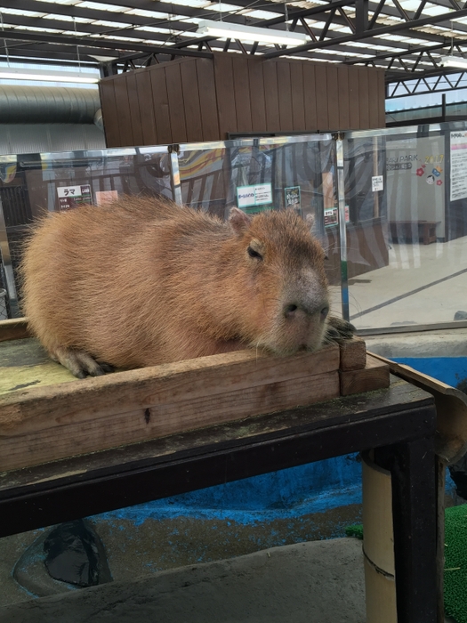 岩手サファリパーク内どうぶつランド 1