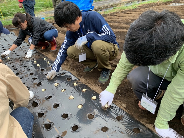 にんにくの種植え体験(5)