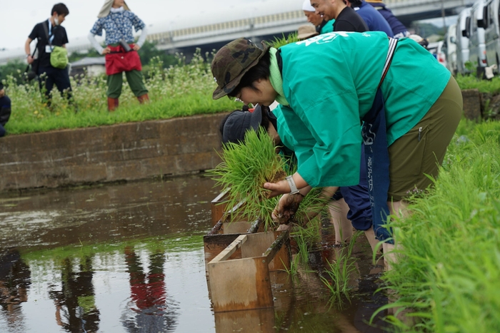 稲を丁寧に分けながら植えていきます