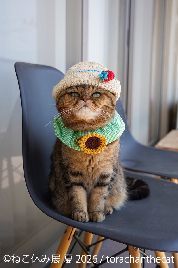 展示作品：torachanthecat