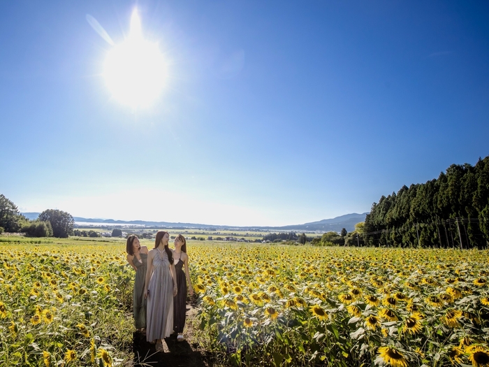 ハーブ園ひまわり迷路