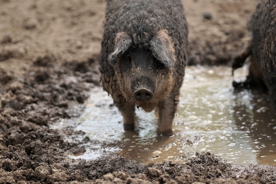 十勝ロイヤルマンガリッツァ豚(2)