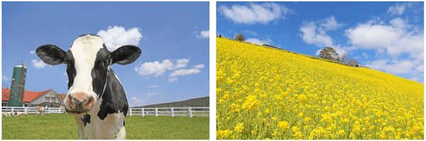 画像提供：マザー牧場