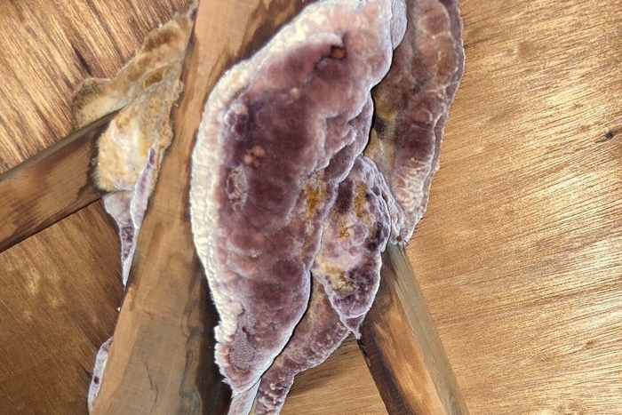 湿気によりカビが繁殖した屋根裏の様子(2024年9月3日撮影)