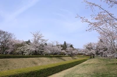 桜の名所としても知られる「佐倉城址公園」