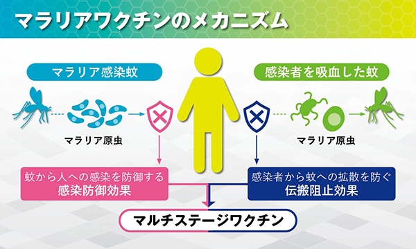 マラリアワクチンのメカニズム