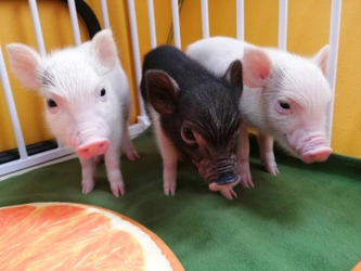 産まれて2カ月以内のマイクロブタの赤ちゃん専門のブタカフェ　 【Piglets cafe】2022年12月頃～限定オープン！