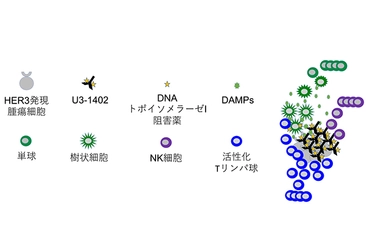 開発中の薬剤と既存薬の併用でがん細胞を攻撃する　免疫システムの活性化を非臨床試験で確認