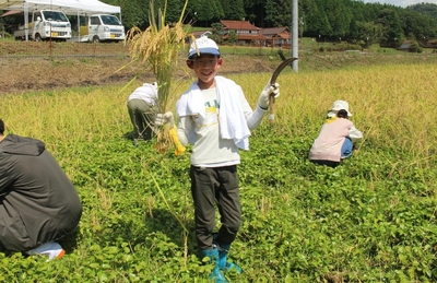 稲刈り