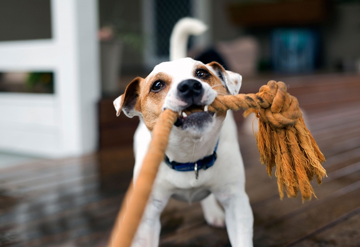 ビーグルは狩猟犬だったため、噛みつく力がすごく強いため相手をケガさせてしまう可能性があります。