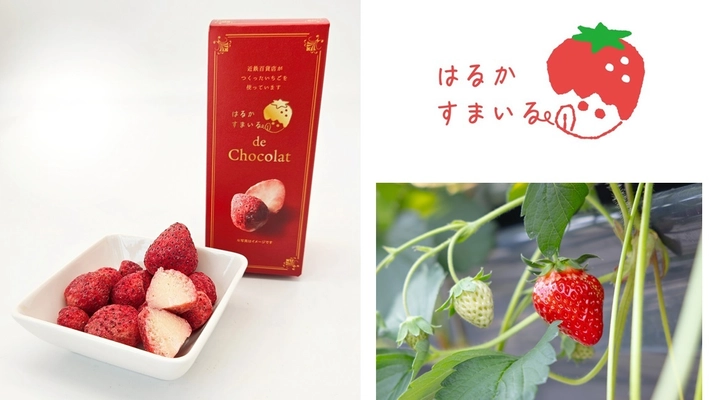 もったいないを美味しく解決！規格外いちごを使用した 「はるかすまいる de Chocolat」を 2025年１月17日(金)販売開始 