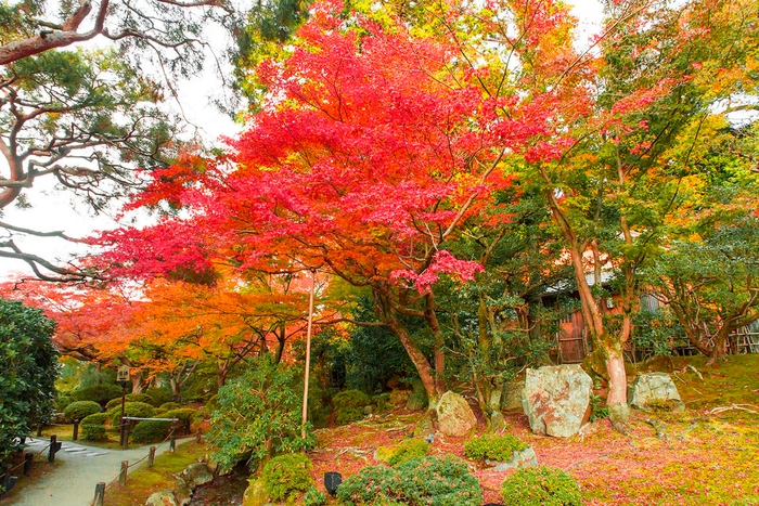 青蓮院