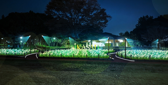 スイセン畑ライトアップ(イメージ)