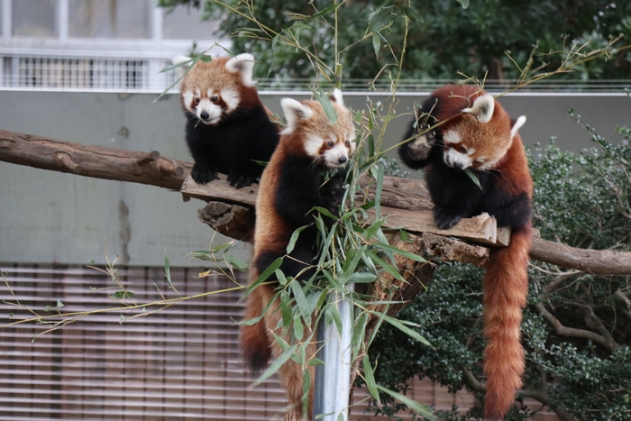 ニシレッサーパンダ