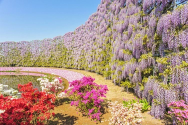 日本初！藤の花から生まれたルルルンオリジナルの保湿成分とは？