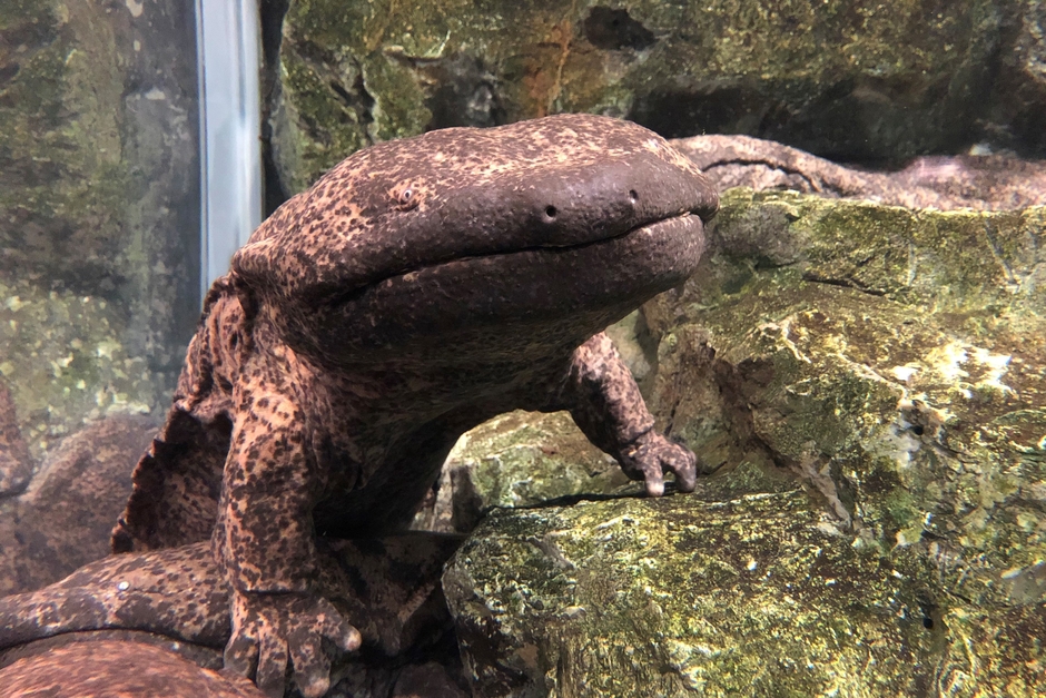 MOMOテラス×京都水族館_オオサンショウウオ(交雑個体)