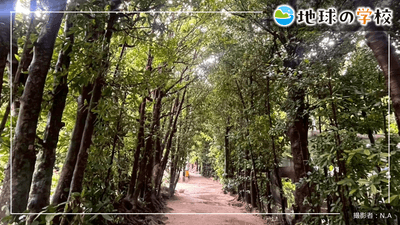 地球の学校ブログ_観光地になる前からあった風景【備瀬のフクギ並木】