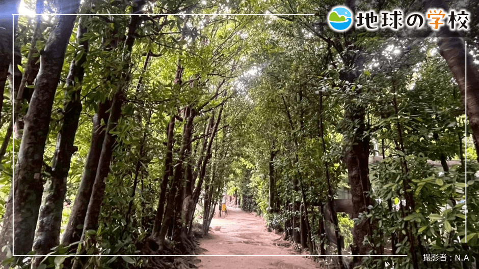 地球の学校ブログ_観光地になる前からあった風景【備瀬のフクギ並木】