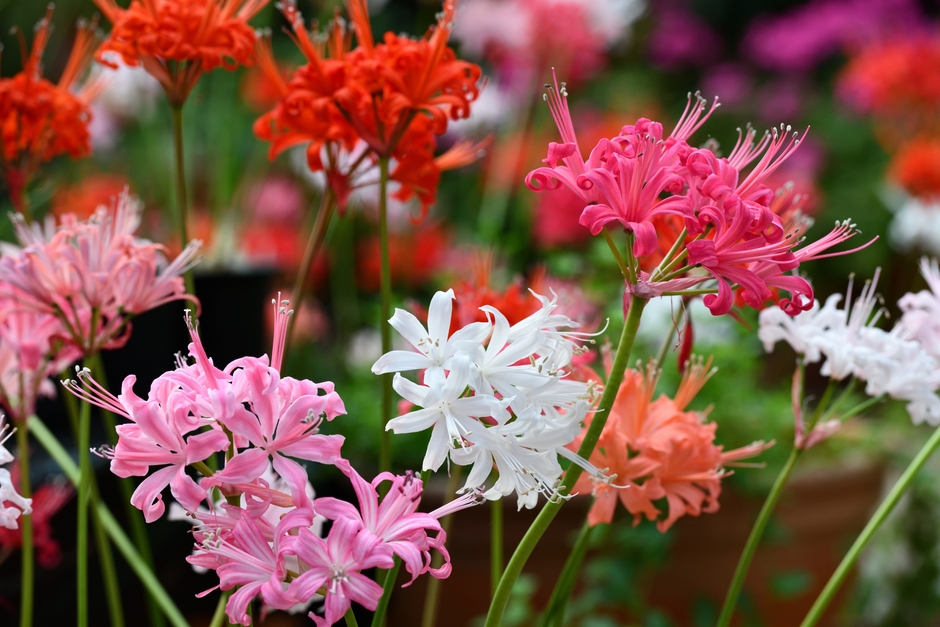 ダイヤモンドリリー Nerine sarniensis
