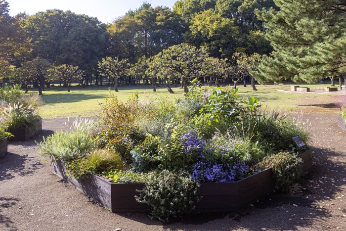 Bガーデンの様子(11月)