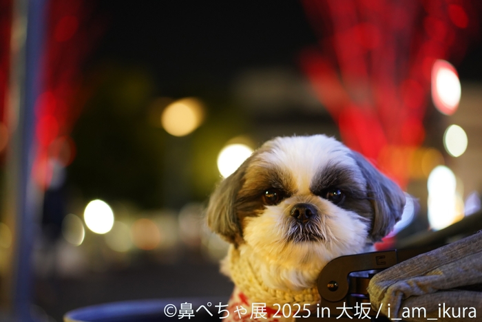 鼻ぺちゃ展 展示作品:i_am_ikura