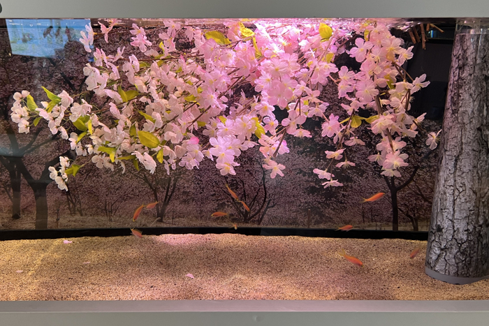 期間限定展示中の「桜水槽」