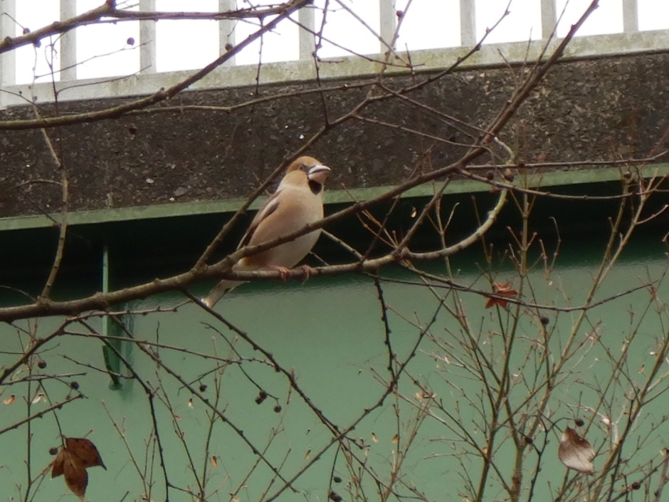 「ツイリリーッツー」などと鳴きます(シメ)
