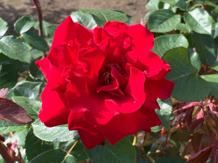 過去の開花の様子