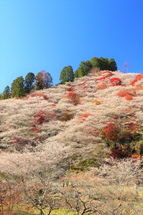 小原　四季桜