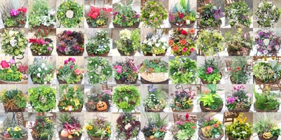 寄せ植えレシピ動画 一覧イメージ