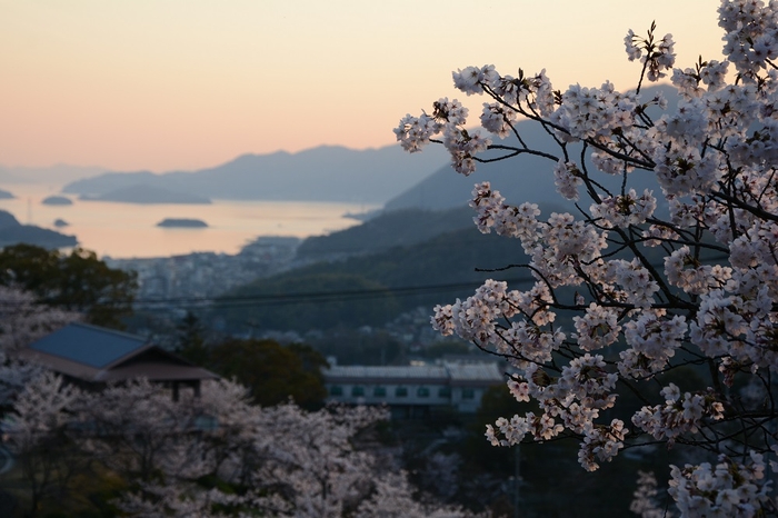 千光寺公園から望む桜と瀬戸内海