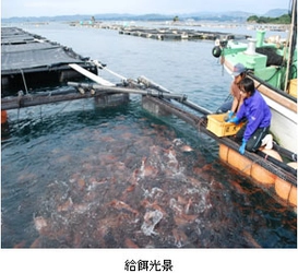 4/1（水）近大ブランド養殖魚を使用した新商品「近大マダイ(R) 鯛めしの素」発売　近畿大学