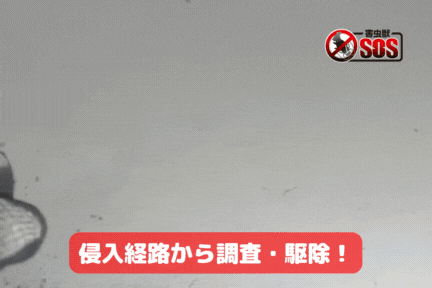侵入経路から駆除