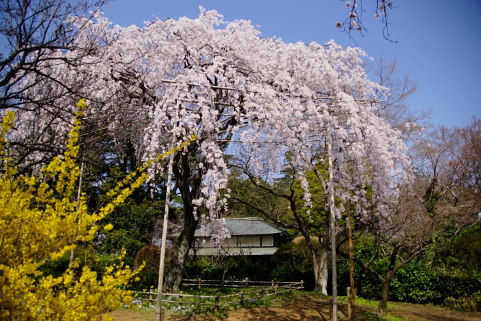 しだれ桜